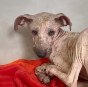 Cachorro debilitado